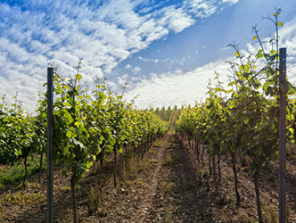 A sunny sky in vineyard with an entire field of grape vines